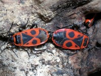 HETEROPTERA: CHIAVI DICOTOMICHE